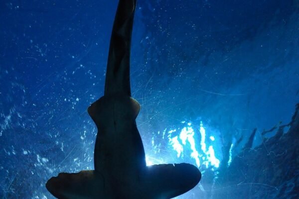 Tiburones y Por Qué Atacan a las Personas | Ataques de Tiburones
